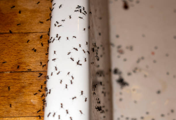 Wasp Removal Services in La Cresta, CA