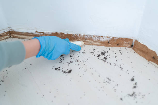 Pest Control for Restaurants in La Cresta, CA
